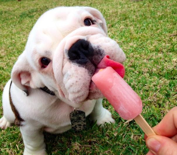 Ilyen lenne, ha a kutyáknak is lenne nyári bakancslistájuk!