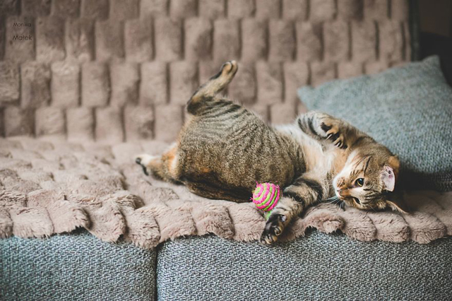 Fogyatékkal élő macskákról készített csodaszép fotókat - galéria