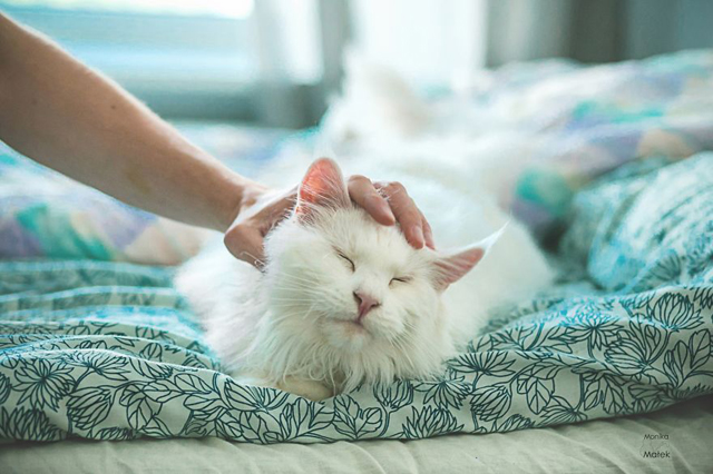 Fogyatékkal élő macskákról készített csodaszép fotókat - galéria