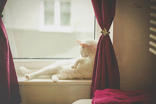 Fogyatékkal élő macskákról készített csodaszép fotókat - galéria