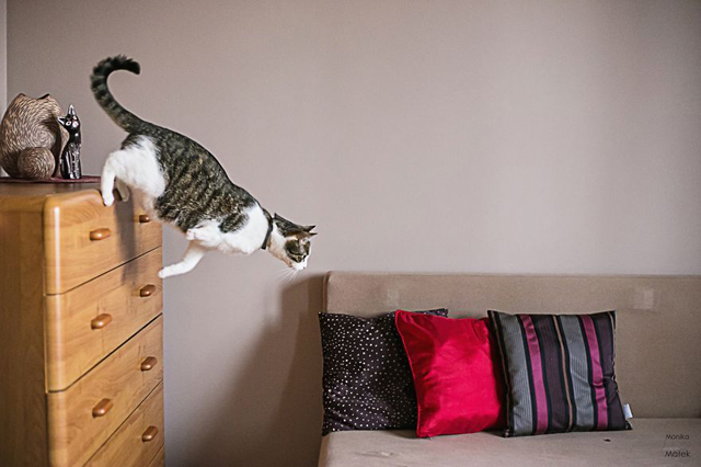 Fogyatékkal élő macskákról készített csodaszép fotókat - galéria