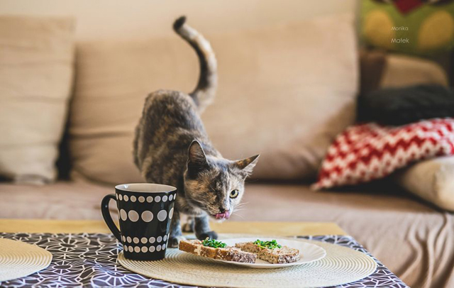 Fogyatékkal élő macskákról készített csodaszép fotókat - galéria