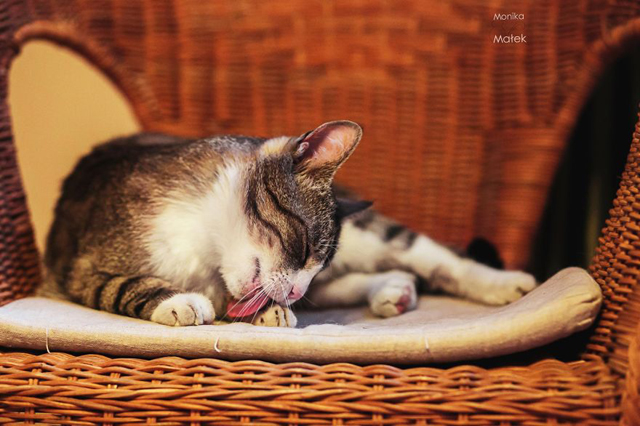 Fogyatékkal élő macskákról készített csodaszép fotókat - galéria