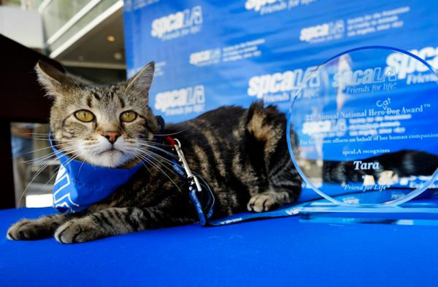 Hős kutya kitüntetést kapott egy macska