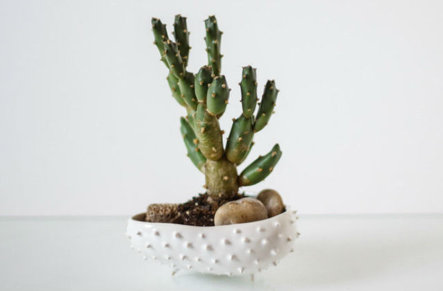 Tüskés kerámiatartó, bökős virágnak. Fotó: buzzfeed.com