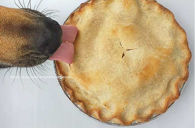 Nagyon cukin lop ételt ez a kutya - fotók