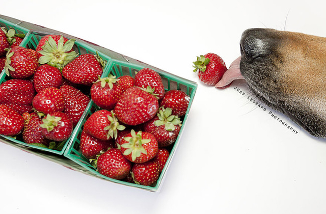 Nagyon cukin lop ételt ez a kutya - fotók