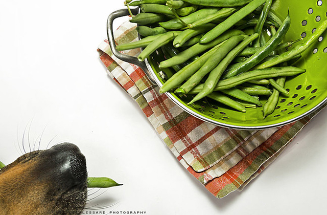 Nagyon cukin lop ételt ez a kutya - fotók