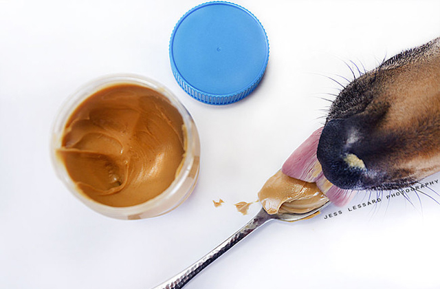 Nagyon cukin lop ételt ez a kutya - fotók