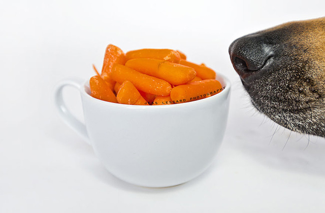 Nagyon cukin lop ételt ez a kutya - fotók Nagyon cukin lop ételt ez a kutya - fotók