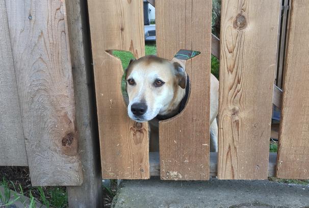 25 kutya, akiknek egy kerítés sem állhatja el az útját - vices képek