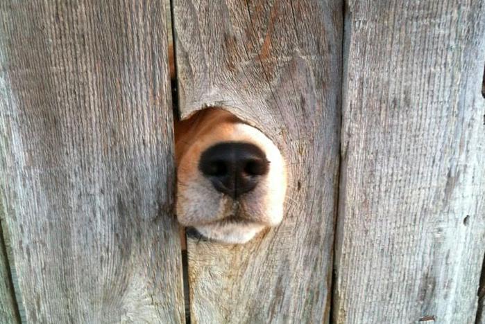 25 kutya, akiknek egy kerítés sem állhatja el az útját - vices képek