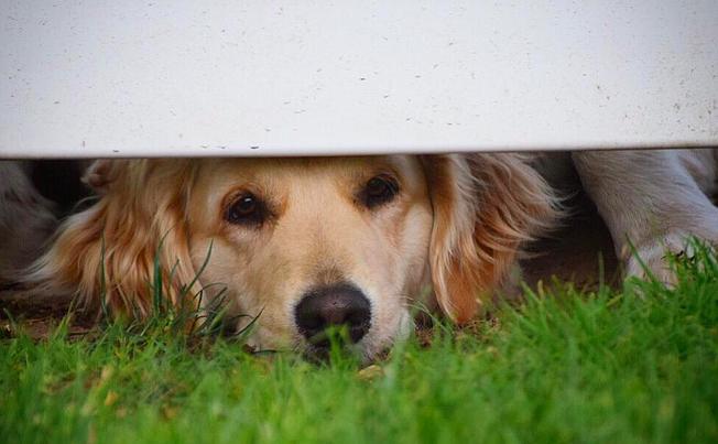 25 kutya, akiknek egy kerítés sem állhatja el az útját - vices képek