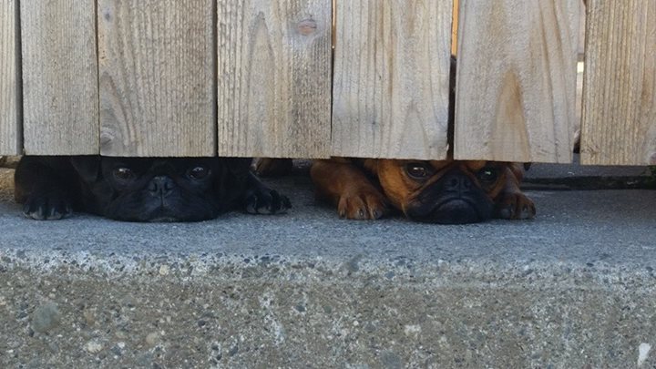 25 kutya, akiknek egy kerítés sem állhatja el az útját - vices képek