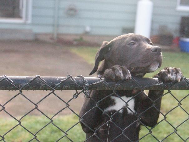 25 kutya, akiknek egy kerítés sem állhatja el az útját - vices képek