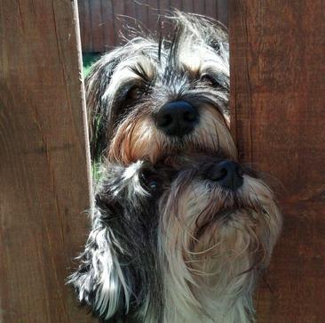 25 kutya, akiknek egy kerítés sem állhatja el az útját - vices képek