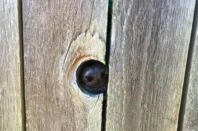 25 kutya, akiknek egy kerítés sem állhatja el az útját - vices képek