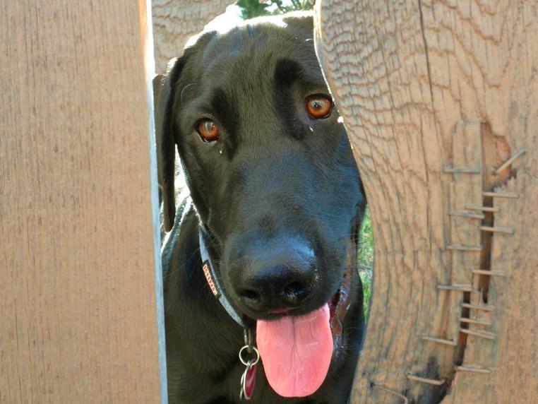 25 kutya, akiknek egy kerítés sem állhatja el az útját - vices képek