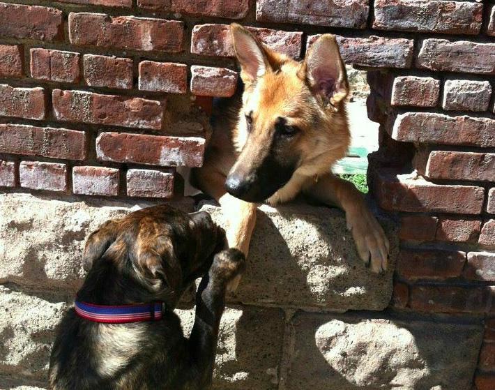 25 kutya, akiknek egy kerítés sem állhatja el az útját - vices képek