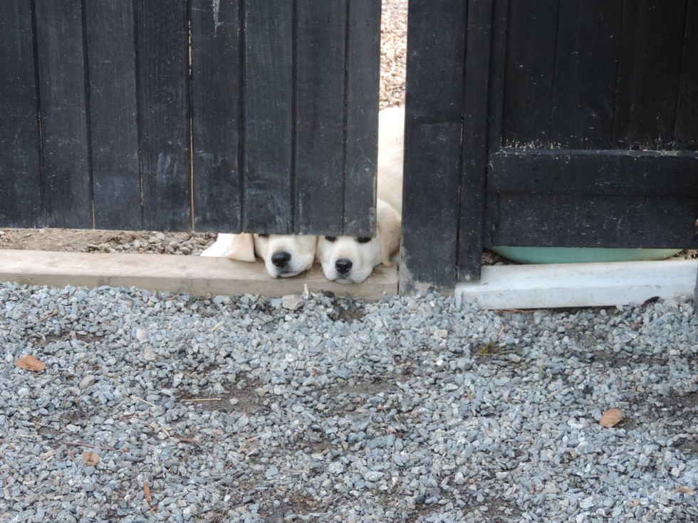 25 kutya, akiknek egy kerítés sem állhatja el az útját - vices képek