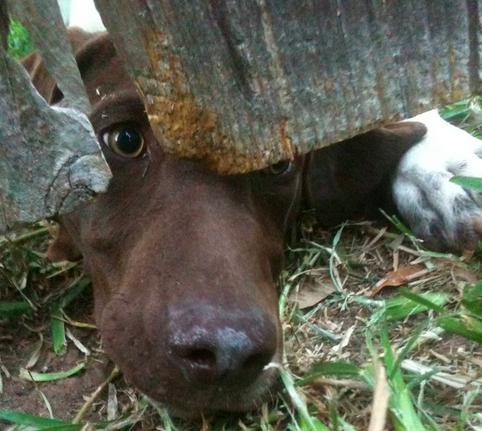 25 kutya, akiknek egy kerítés sem állhatja el az útját - vices képek