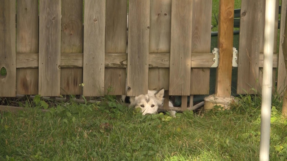 25 kutya, akiknek egy kerítés sem állhatja el az útját - vices képek