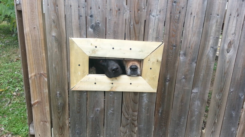 25 kutya, akiknek egy kerítés sem állhatja el az útját - vices képek