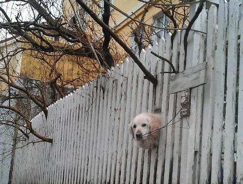 25 kutya, akiknek egy kerítés sem állhatja el az útját - vices képek