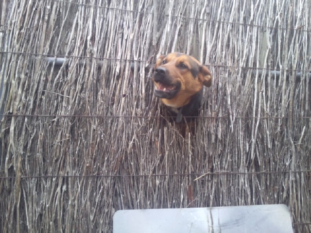 25 kutya, akiknek egy kerítés sem állhatja el az útját - vices képek