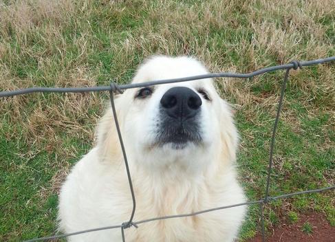 25 kutya, akiknek egy kerítés sem állhatja el az útját - vices képek