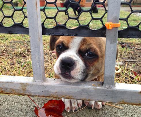 25 kutya, akiknek egy kerítés sem állhatja el az útját - vices képek