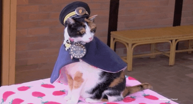 Több ezren kísérték útjára Japán leghíresebb macskáját