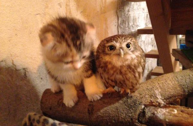 Tündéri fotók: egy bagoly lett a kiscica legjobb barátja