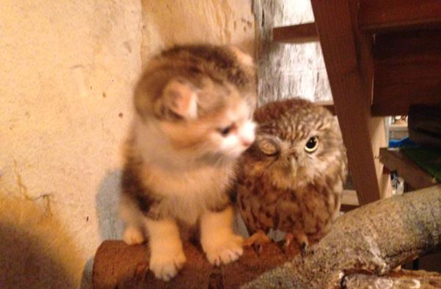 Tündéri fotók: egy bagoly lett a kiscica legjobb barátja