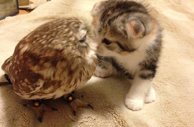 Tündéri fotók: egy bagoly lett a kiscica legjobb barátja