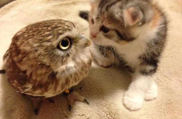 Tündéri fotók: egy bagoly lett a kiscica legjobb barátja