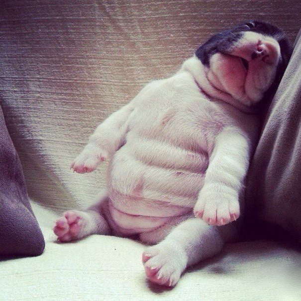 Kiskutyák, akik bárhol képesek elaludni