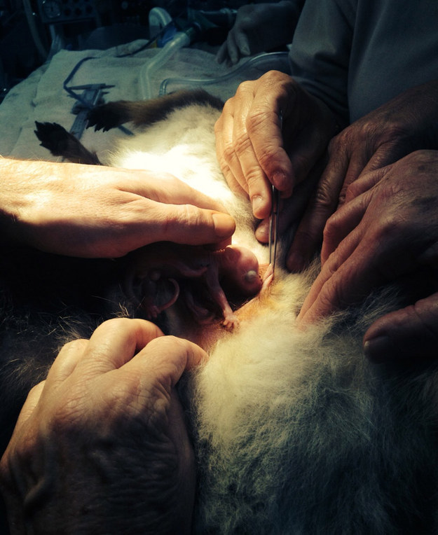 Az örökbefogadott kengurunál ma már nem fogsz látni aranyosabbak