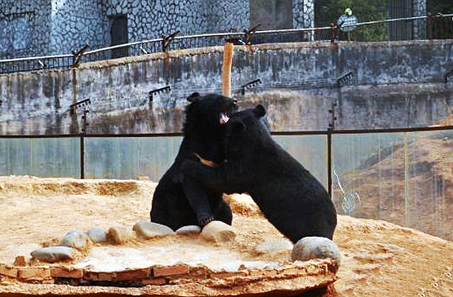Két év után vette észre hogy a kutyái valójában medvék Két év után vette észre hogy a kutyái valójában medvék