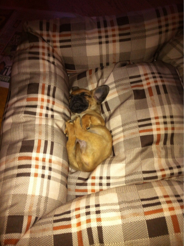 31 kép, amitől garantáltan jobb napod lesz, ha megnézed őket