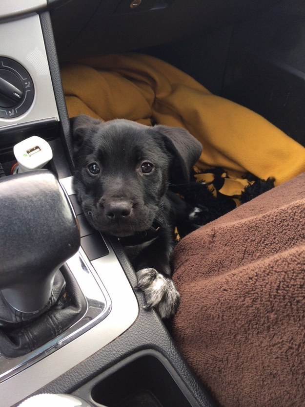 31 kép, amitől garantáltan jobb napod lesz, ha megnézed őket