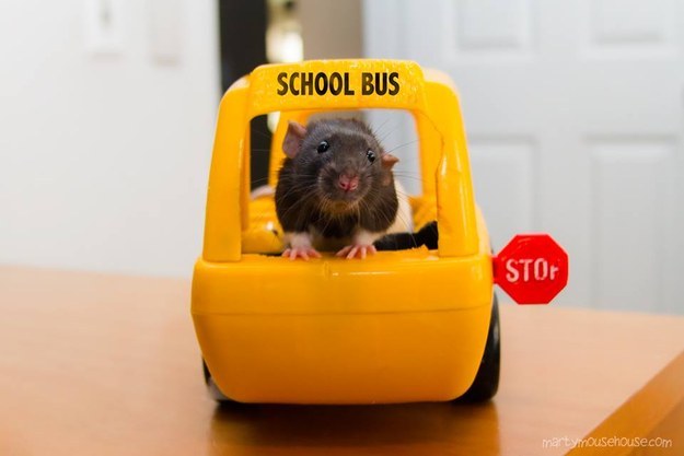 31 kép, amitől garantáltan jobb napod lesz, ha megnézed őket