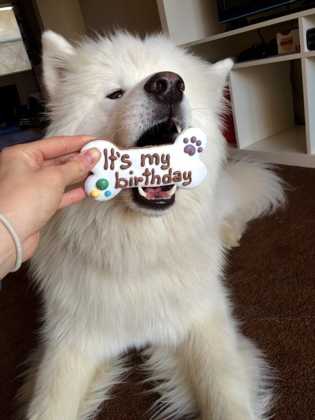 31 kép, amitől garantáltan jobb napod lesz, ha megnézed őket