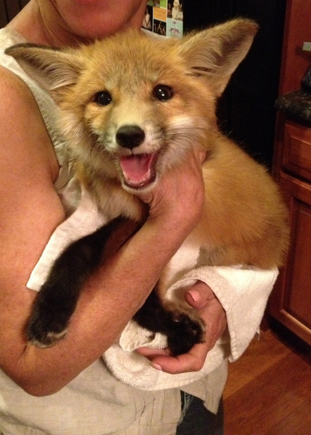 31 kép, amitől garantáltan jobb napod lesz, ha megnézed őket