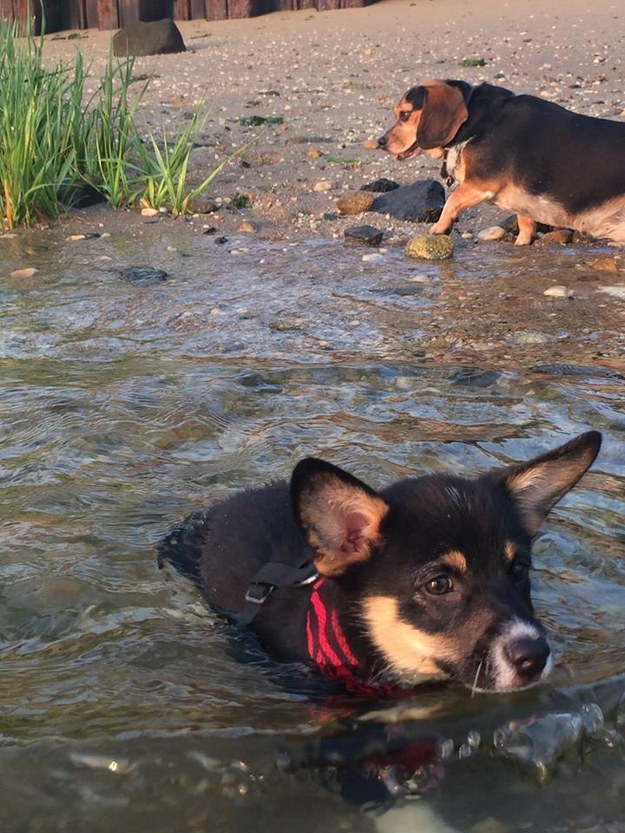 31 kép, amitől garantáltan jobb napod lesz, ha megnézed őket