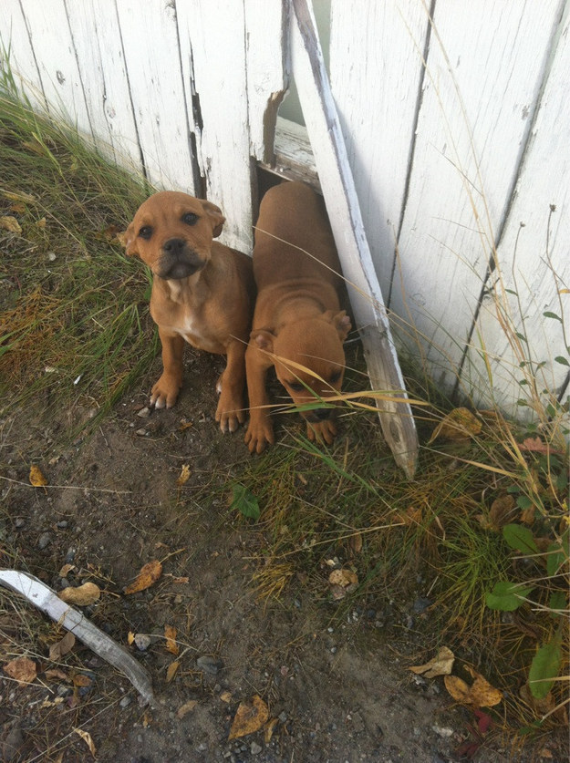 31 kép, amitől garantáltan jobb napod lesz, ha megnézed őket