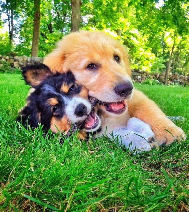 31 kép, amitől garantáltan jobb napod lesz, ha megnézed őket