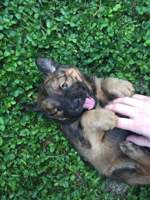 31 kép, amitől garantáltan jobb napod lesz, ha megnézed őket