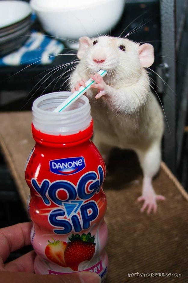 31 kép, amitől garantáltan jobb napod lesz, ha megnézed őket