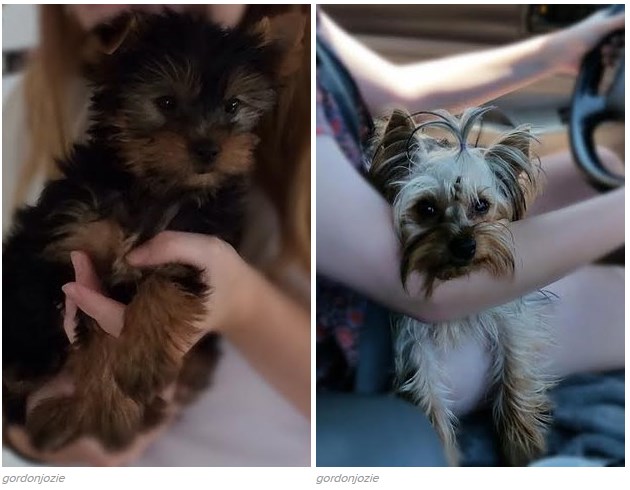 16 tündéri fotó: örökbe fogadott kutyák előtte-utána